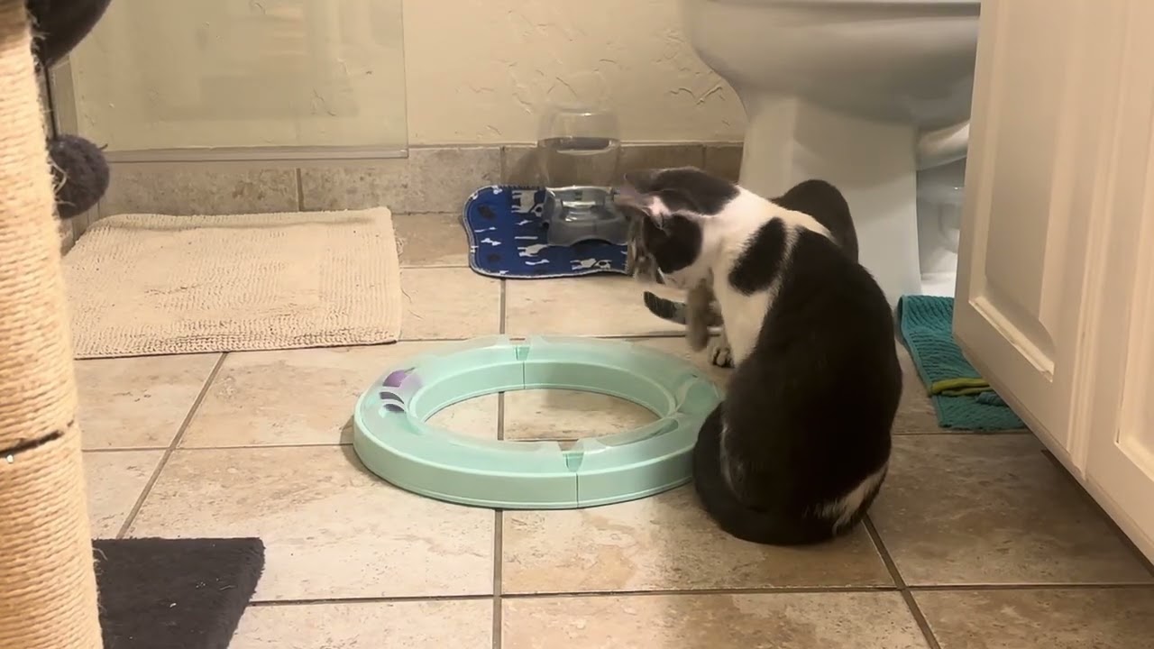 Enlarge Colin, a Adoptable Tabby in Coppell, TX video 6/6