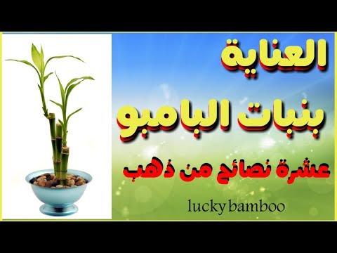 , title : 'عشرة نصائح ذهبية للعناية بنبات البامبو lucky bamboo'