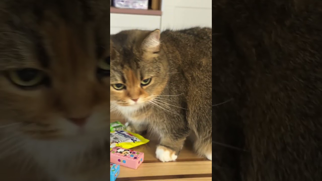 #gatos #gatosdoinstagram #frangobanana #gatogram #amantesdegatos #labubu #catlover