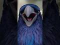 Intelligent Crow Crow Song Trending Shorts