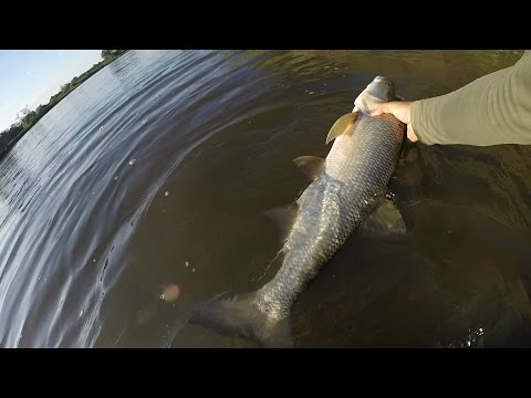 'Bestia'. Wielki Boleń. | Wędkarstwo Rzeczne. | Odcinek #172.