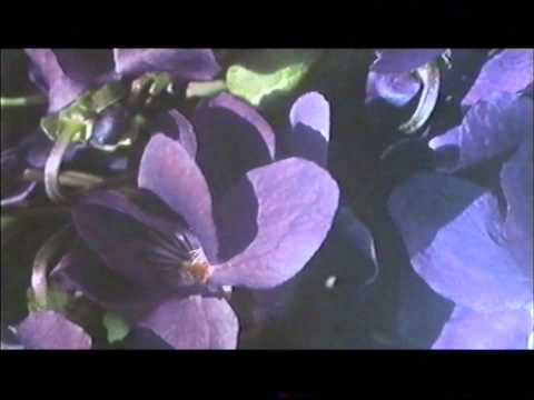 download lagu mp3 mp4 Invito Al Viaggio Baudelaire, download mp3 Invito Al Viaggio Baudelaire free download, download mp3 Invito Al Viaggio Baudelaire