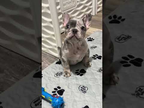 Video 3