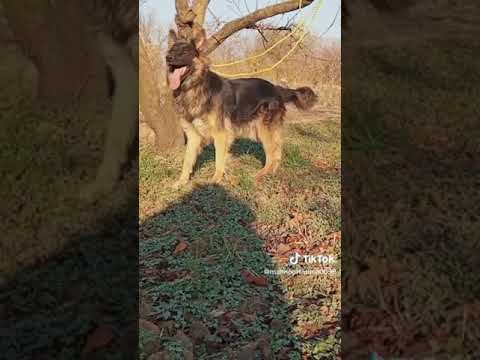 #hashtag .dog 🐕🐕🐕🐕🐕