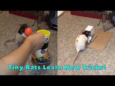 Cream And Cookie Learn New Tricks!