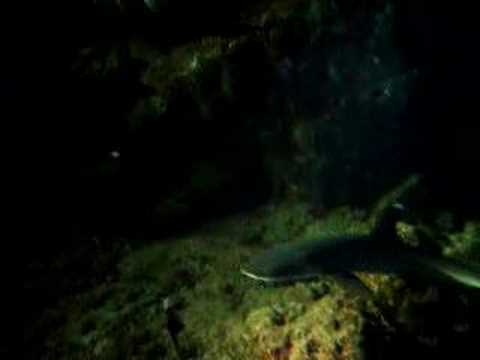 Nachttauchgang Haie auf Augenhöhe