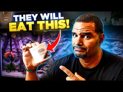 3 Great Foods To Get Them to EAT! (Discus and other Cichlids)