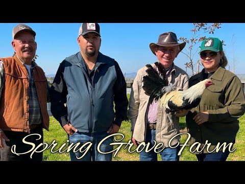 Sweater Yellow leg hatch Grey - SPRING GROVE FARM - California