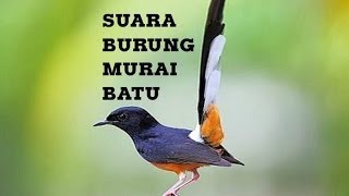Download lagu Suara Pikat Murai batu Terbaik mp3 Download lagu Suara Pikat Murai batu Terbaik mp3