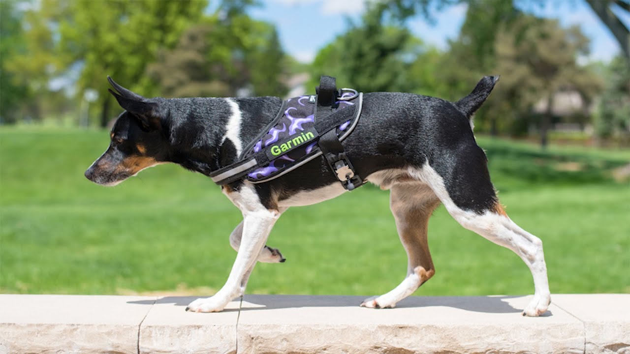 Pets and Automotive 03-17-2019