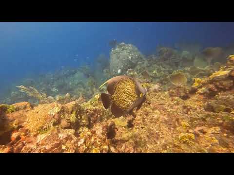 Snorkeling at El Palacio Rosa Roatan
