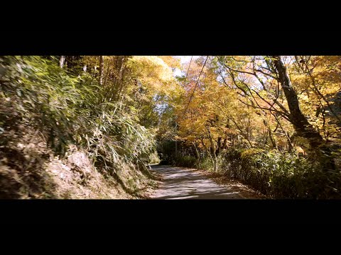 [Cidade de Uchiko/Cidade de Kumakogen] Rota 52 da província de Ehime Linha Oda Yanagidani/A temporada turística é a temporada do inferno de Riai [velocidade dupla] (2023.11.3) (Bônus: peças de fixação da câmera usadas para filmagem no veículo com DJI Osmo Pocket3, etc. .)