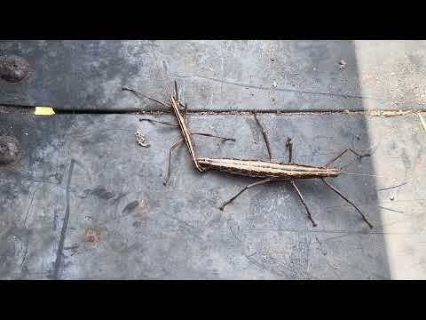 Strašilka striekajúca (Anisomorpha buprestoides) — video o chove a starostlivosti