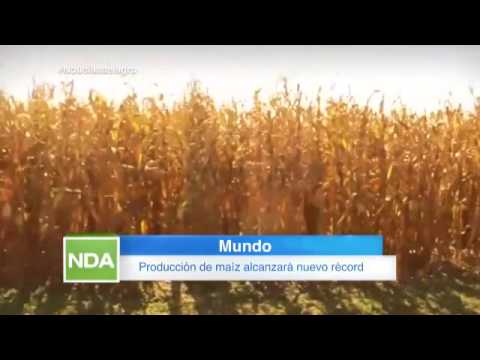 Producción mundial de maíz alcanzará nuevo récord