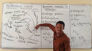 Nitrogen Cycle JAMB 2026 ❌ Most Students Fail This — Watch Now