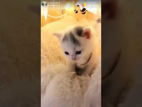 My love kids cats😍😍😍😍