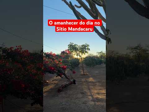 O amanhecer do dia no sítio Mandacaru município de Lapão Bahia ￼