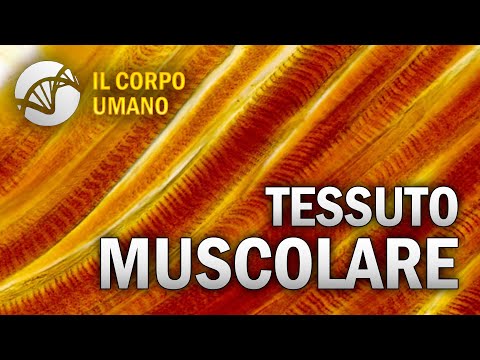 Muscle Tissue - The Human Body