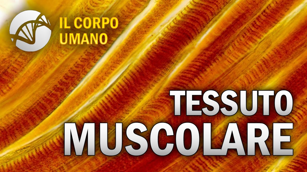 Tessuto Muscolare - Il Corpo Umano