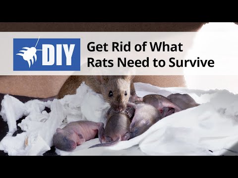 rats problem solving