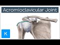 Acromioclavicular Joint - Location & Function - Human Anatomy | Kenhub