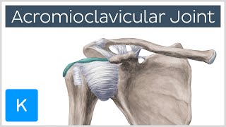 Acromioclavicular Joint - Location & Function 