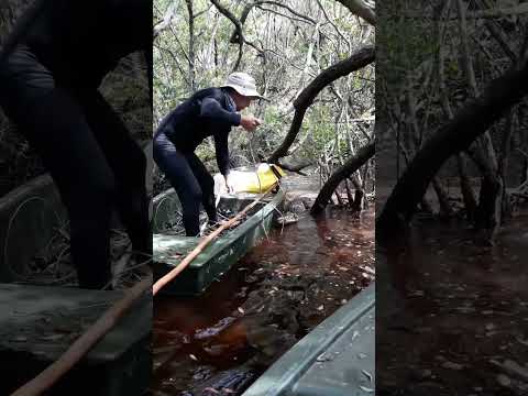 Capturando un cocodrilo cubano en la Ciénaga de Zapata.