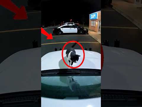 Warum diese Katze unbedingt Aufmerksamkeit wollte 🐾😳#CatStory #AnimalRescue #ViralStory #shorts