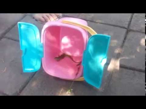 Not very fast lizard