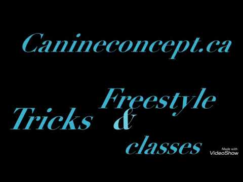 Canine Concept, Focused Dog Training video.