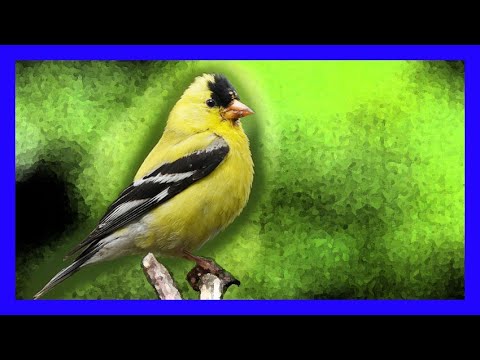 Stehlík zlatý (Spinus tristis) — spev a hlas v prírode