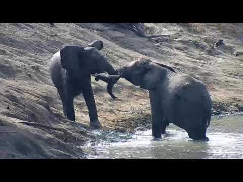Djuma: Two Elephant teens having some fun - 09:51 - 06/04/20
