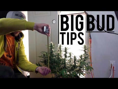 BEGINNER AUTOFLOWER GUIDE: TIPS FOR BIGGER BUDS