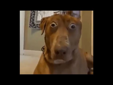 Perro asustado-Plantilla meme