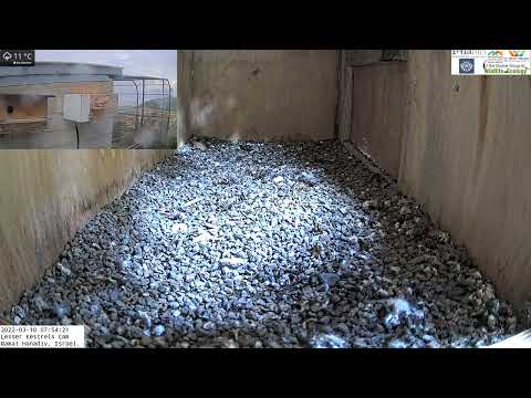 Enough sleeping already, male calls female out of box in Lesser kestrel Israel CAM