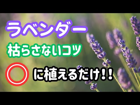 ラベンダーを鉢に植える時期はいつ？どうやって ？季節に応じたメンテナンスアドバイス  庭園
