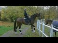 For Sale 5 Years Old Quality Dressage Horse February 2019