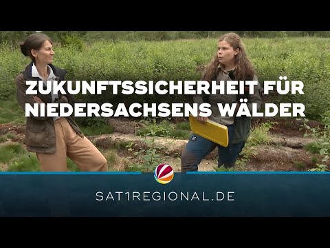 Wald im Wandel: Niedersachsen sucht Lösungen für die Zukunft