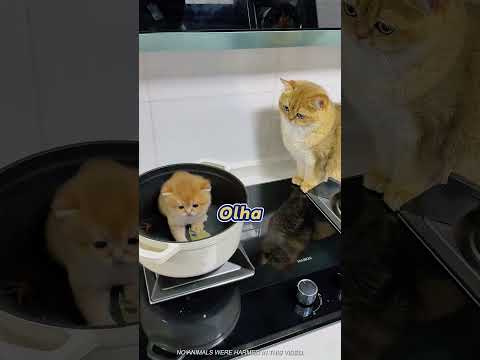 Como Fazer um Gatinho na Panela A Receita Mais Hilária do Dia! 🐱🍳😂#Shorts #foryou#Cat#Dog#Cute