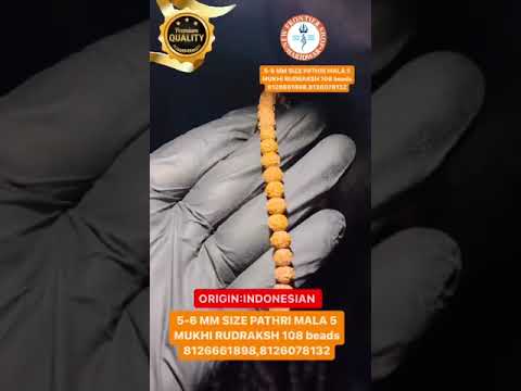 Five MUKHI RUDRAKSHA (Mobile Rudraksha)