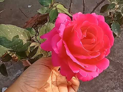 Tere samne ajane se ei dil mere darkate hai