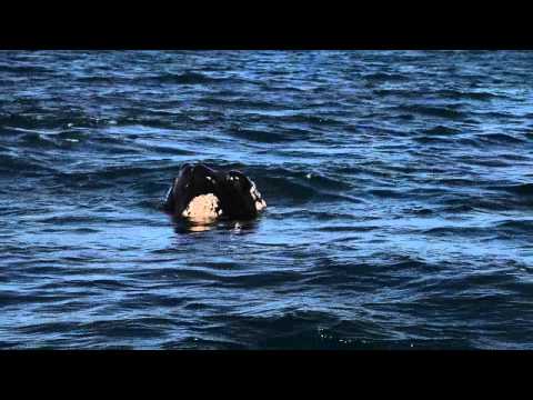 รายการ เรื่องเล่าข้ามโลก ตอนที่ 35 Southerh Right Whale