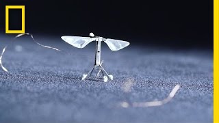 Tiny, Robotic Bees Could Change the World