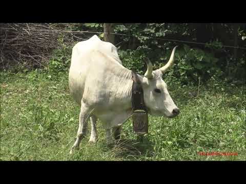 MUCCHE MAREMMANE AL PASCOLO LE REGINE DELLA MANDRIA ROBILANTE (CN) DOM. 26 - 6 - 2022.