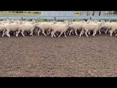 117 BORDER LEICESTER/MERINO X EWES