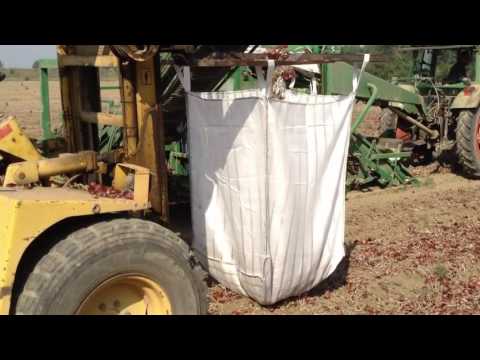 BIG BAGS SACCONI per CIPOLLE