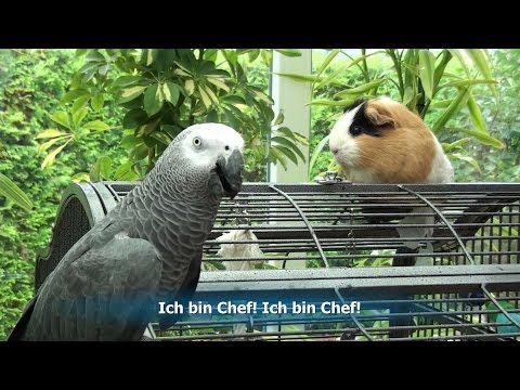 BESTER SPRECHENDER PAPAGEI !  SUPERTALENT ! BESTES VIDEO!  Teil 2  NOCH BESSER!  NOCH WITZIGER!