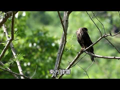 112年 荖溪集水區生態環境介紹