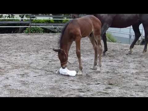 Don Miguel, geb. 21.05.2013 von Dante Weltino x Acord II