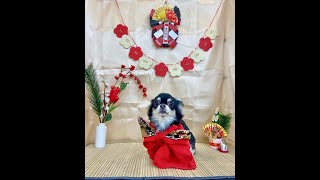 【スプラ3】🐤🐤🐤　#スプラトゥーン#スプラ#shorts#縦型配信